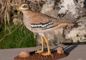 Maquetas de fauna